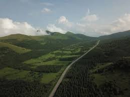 Over two decades, another "Saihanba" has taken root