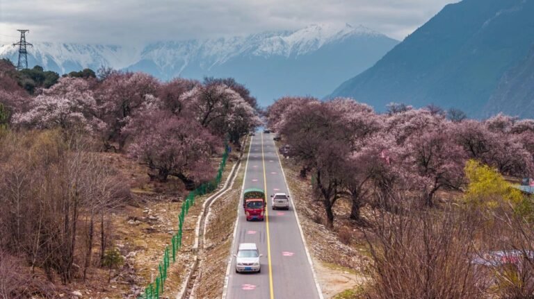 Peach blossoms in full bloom draw visitors from afar to Nyingchi, Xizang Peach blossoms in full bloom draw visitors from afar to Nyingchi, Xizang