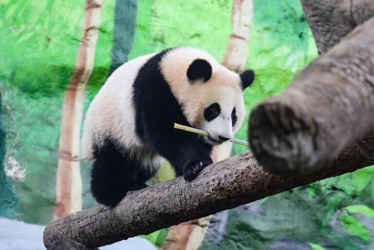 At Moscow Zoo, a panda family charms crowds and symbolizes China-Russia friendship At Moscow Zoo, a panda family charms crowds and symbolizes China-Russia friendship