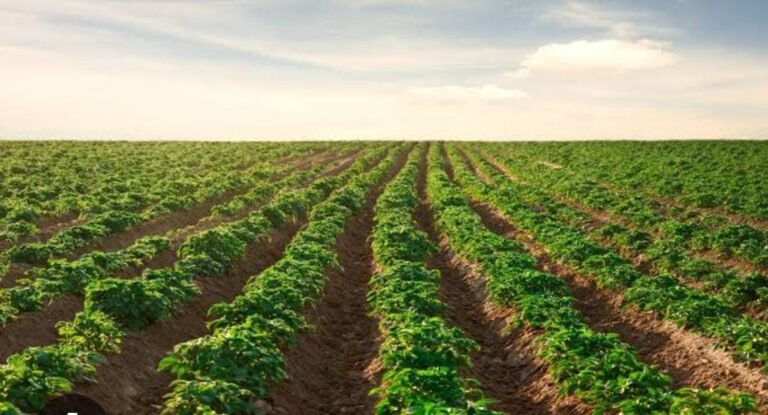 Agents of the cement mafia based in the Kahoon and Salt Range areas blamed the water used in the cultivated land Agents of the cement mafia based in the Kahoon and Salt Range areas blamed the water used in the cultivated land