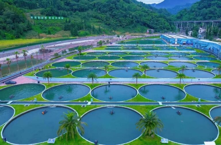 Once imported, now homegrown: China localizes world food staples Once imported, now homegrown: China localizes world food staples