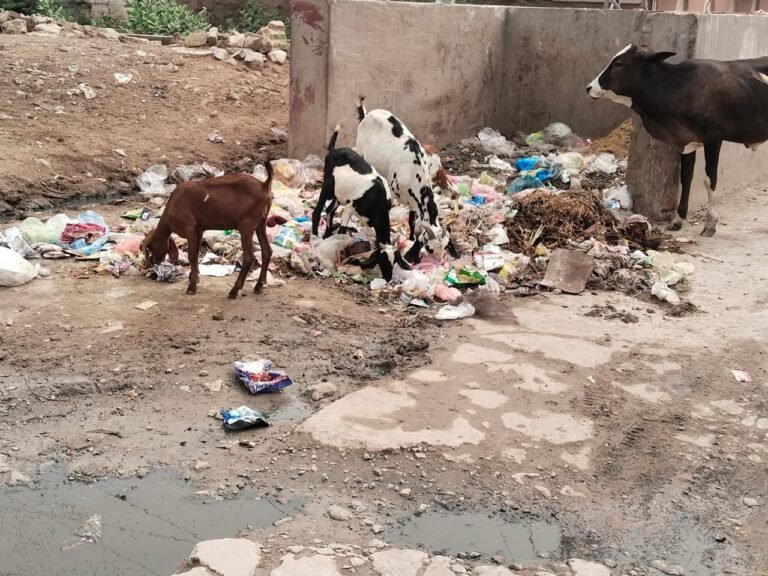 Pind Dadan Khan city has started contributing to the spread of filth.