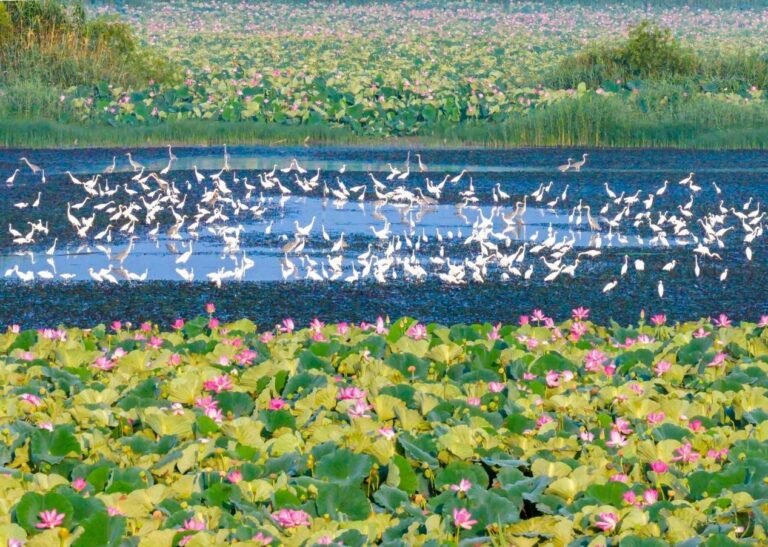 China's role, insights in building clean, beautiful world China's role, insights in building clean, beautiful world
