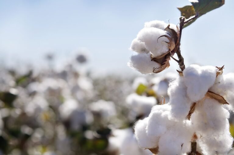 New cotton variety poised to revolutionize Pakistan’s cotton sector New cotton variety poised to revolutionize Pakistan’s cotton sector