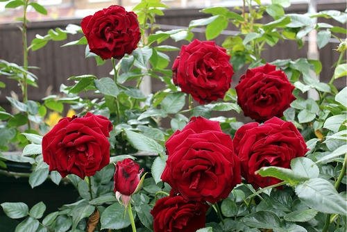 Pakistan’s new rose variety promises farmers up to Rs1.5m per acre in profits