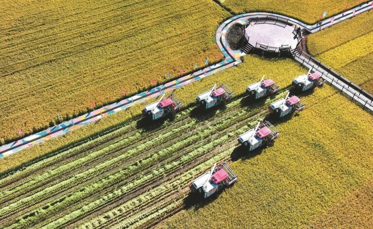 Drone view of rice fields during Chinese Farmers’ Harvest Festival