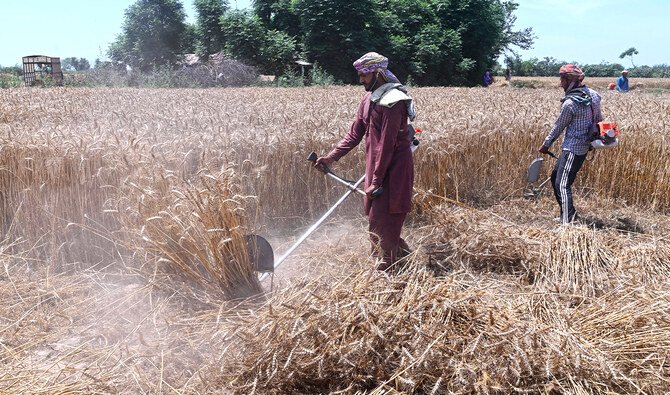20 Wheat Trucks Seized in Smuggling Bid from Punjab to KP