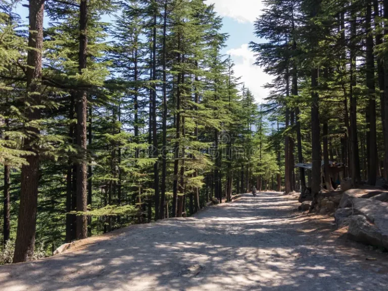 Usho Forest Poised to Become New Tourist Attraction