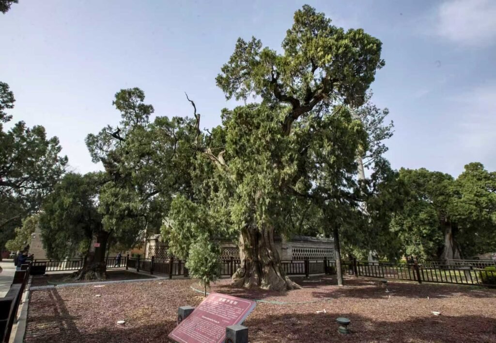 Millennium-old cypresses carry culture across generations Millennium-old cypresses carry culture across generations