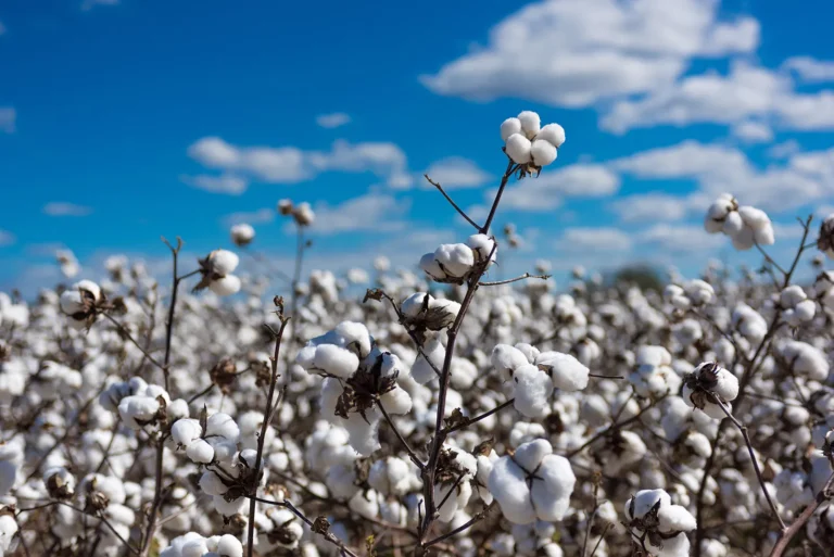 ‘National Cotton Plan 2025’ in final stage as govt moves to revive cotton production ‘National Cotton Plan 2025’ in final stage as govt moves to revive cotton production
