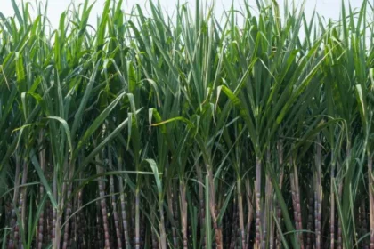 Sugarcane production rises in 2025-26, hits 1.213 million hectares