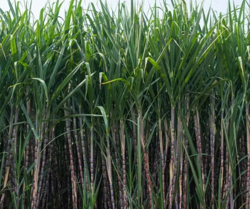 Sugarcane production rises in 2025-26, hits 1.213 million hectares