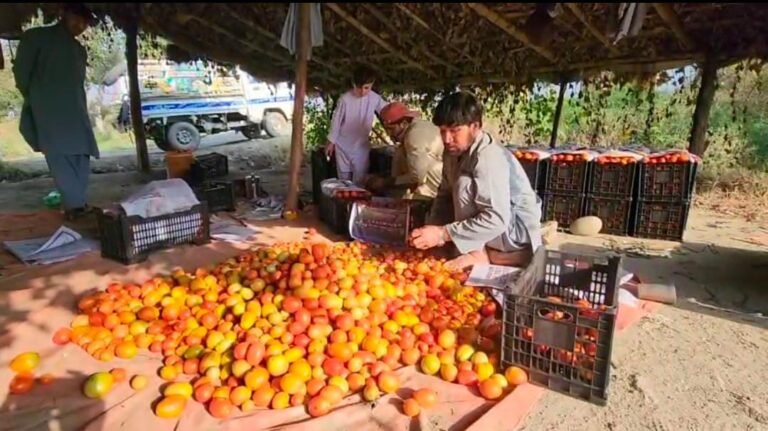Swat farmers inspecting damaged tomato crops in Barikot