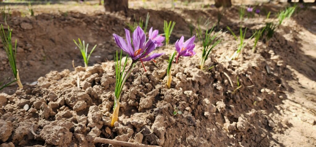 Successful start of saffron cultivation in Khyber Pakhtunkhwa — blooms emerge in Swat