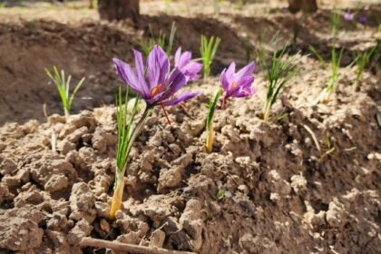 Successful start of saffron cultivation in Khyber Pakhtunkhwa — blooms emerge in Swat