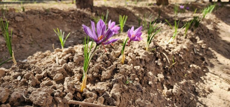 Successful start of saffron cultivation in Khyber Pakhtunkhwa — blooms emerge in Swat