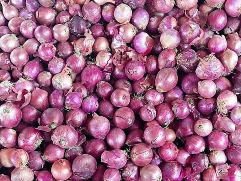 Pakistan sets 2.78 million ton onion production target for 2025-26 Pakistan sets 2.78 million ton onion production target for 2025-26