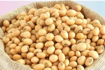 Pakistan hopes to cut soybean import bill by 50pc in next five years