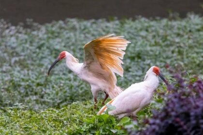 'Home of Crested Ibis' leverages ecological resources for sustainable prosperity