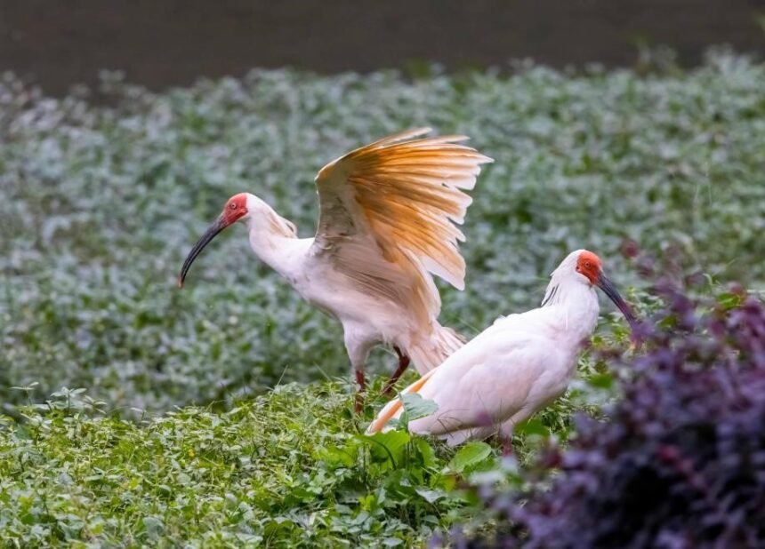 'Home of Crested Ibis' leverages ecological resources for sustainable prosperity
