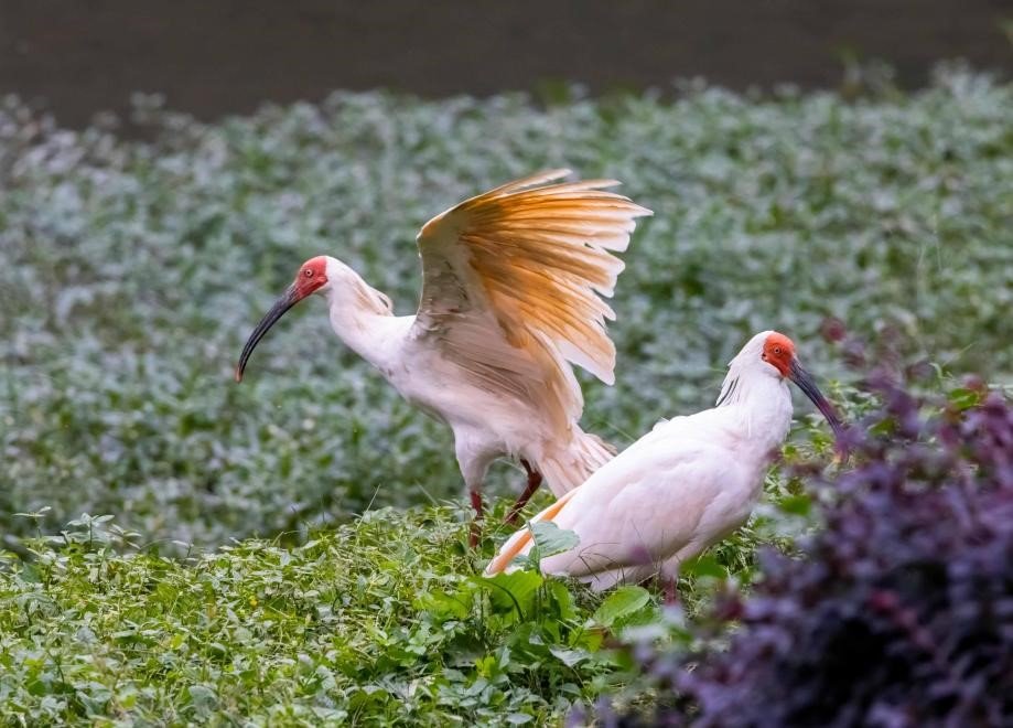 'Home of Crested Ibis' leverages ecological resources for sustainable prosperity 'Home of Crested Ibis' leverages ecological resources for sustainable prosperity