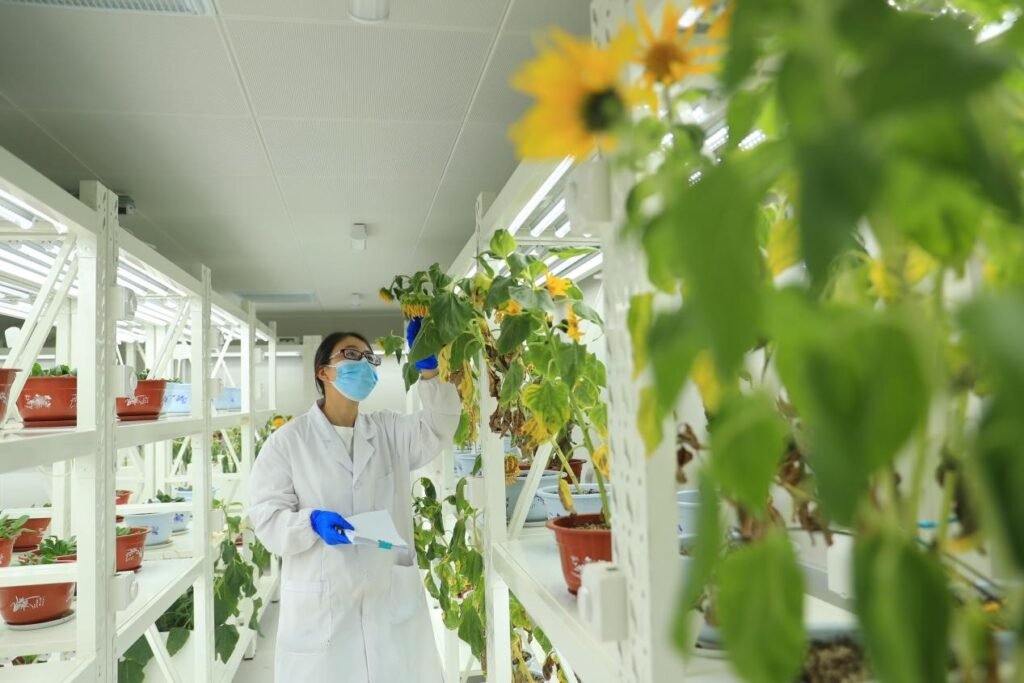 China emerges as a global leader in seed industry innovation China emerges as a global leader in seed industry innovation