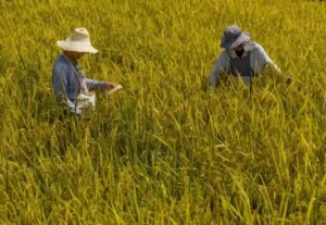 China emerges as a global leader in seed industry innovation China emerges as a global leader in seed industry innovation