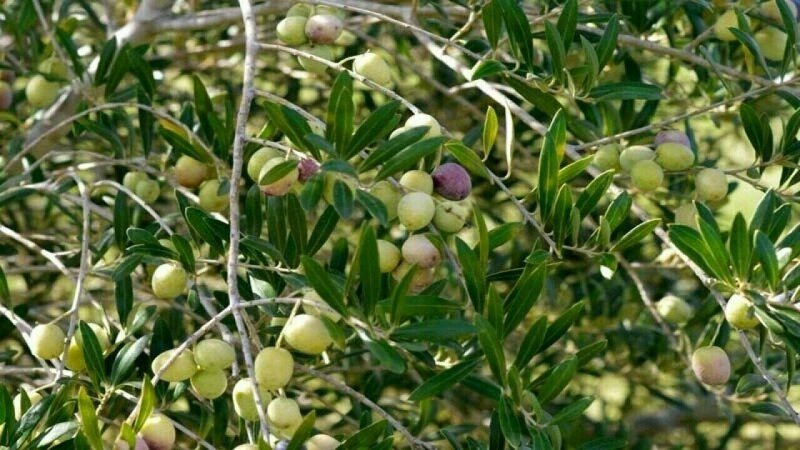 Applications invited for new olive orchards in Potohar until March 2026
