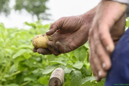 Pakistani scientists working to develop smog-tolerant potato varieties
