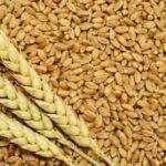 Prime Minister Shehbaz Sharif approves an indicative wheat price of Rs4,500 per maund for 2027 to support farmers and encourage cultivation.