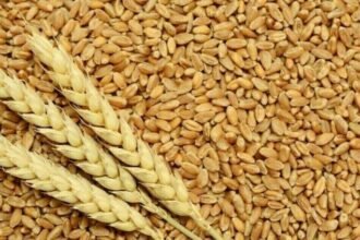 Govt mulls PPP model for wheat procurement under National Interim Wheat Policy 2025-26