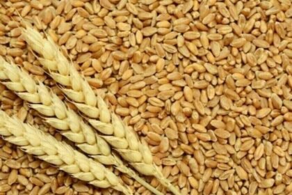 Govt mulls PPP model for wheat procurement under National Interim Wheat Policy 2025-26