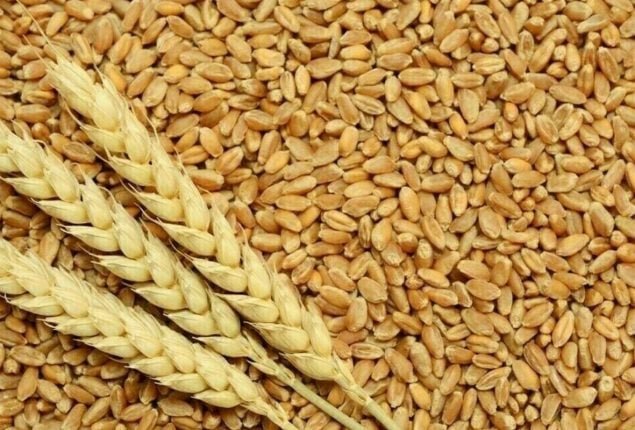 Govt mulls PPP model for wheat procurement under National Interim Wheat Policy 2025-26