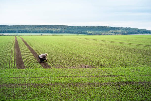 Punjab achieves 99pc of wheat sowing target for 2025-26
