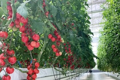 China's greenhouse technology goes global, benefiting farmers worldwide