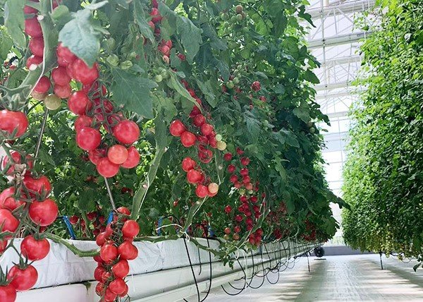 China's greenhouse technology goes global, benefiting farmers worldwide