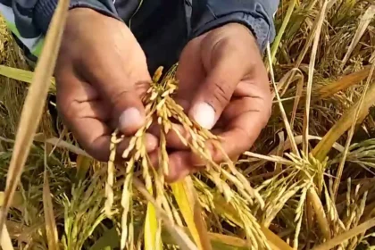 Pakistani scientists develop Basmati variety with longest grain of 9.66mm