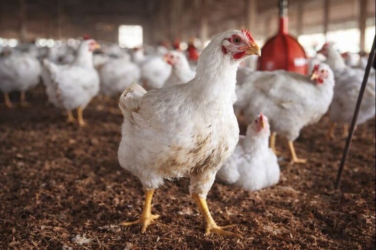 Poultry farms in Pakistan amid industry warnings of a chicken shortage linked to the duty on day-old chicks.