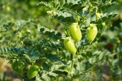 Pakistan develops 400 advanced chickpea breeding lines
