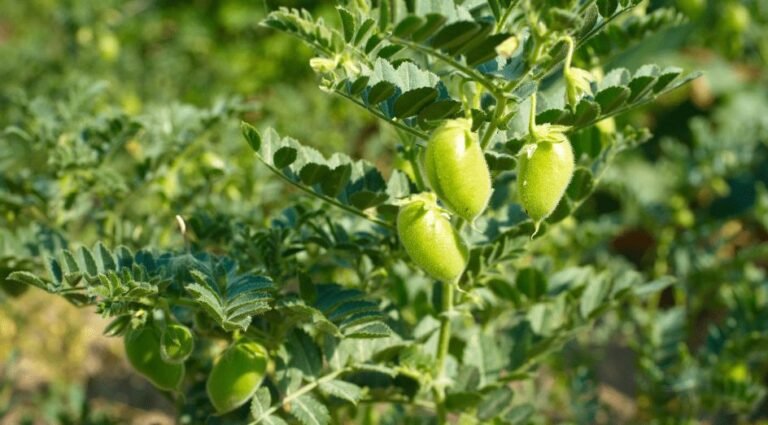Pakistan develops 400 advanced chickpea breeding lines Pakistan develops 400 advanced chickpea breeding lines