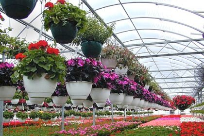 Sindh govt plans dedicated floricultural farms to diversify agriculture
