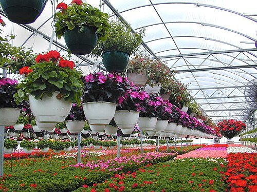 Sindh govt plans dedicated floricultural farms to diversify agriculture