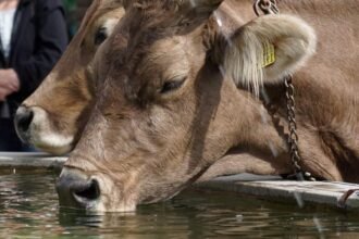 Digital livestock monitoring seen improving disease control in Punjab