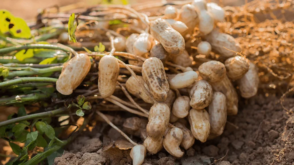 Pakistanis, Chinese firms sign MoU to upgrade peanut seeds Pakistanis, Chinese firms sign MoU to upgrade peanut seeds