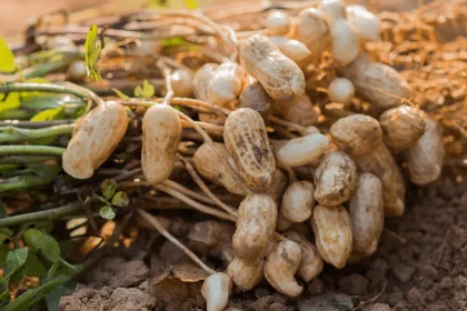 Pakistanis, Chinese firms sign MoU to upgrade peanut seeds