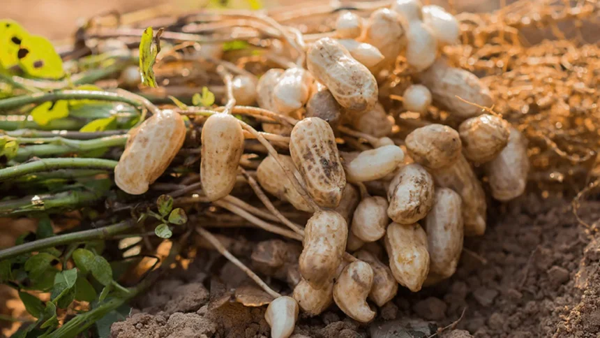 Pakistanis, Chinese firms sign MoU to upgrade peanut seeds