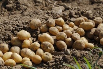 Shift to industrial potato varieties can double Pakistan’s export earnings