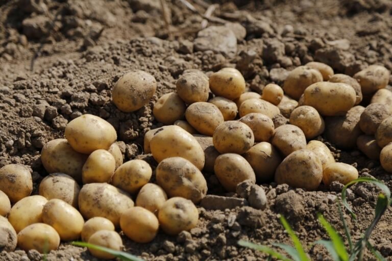 Shift to industrial potato varieties can double Pakistan’s export earnings Shift to industrial potato varieties can double Pakistan’s export earnings