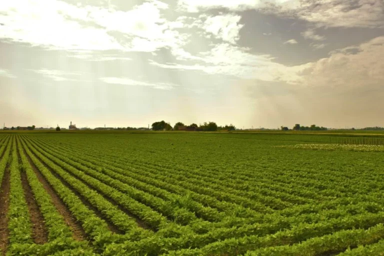 Winter rainfall brings relief for wheat, oilseeds in Punjab