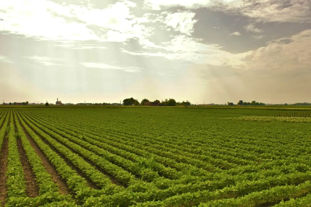 Winter rainfall brings relief for wheat, oilseeds in Punjab